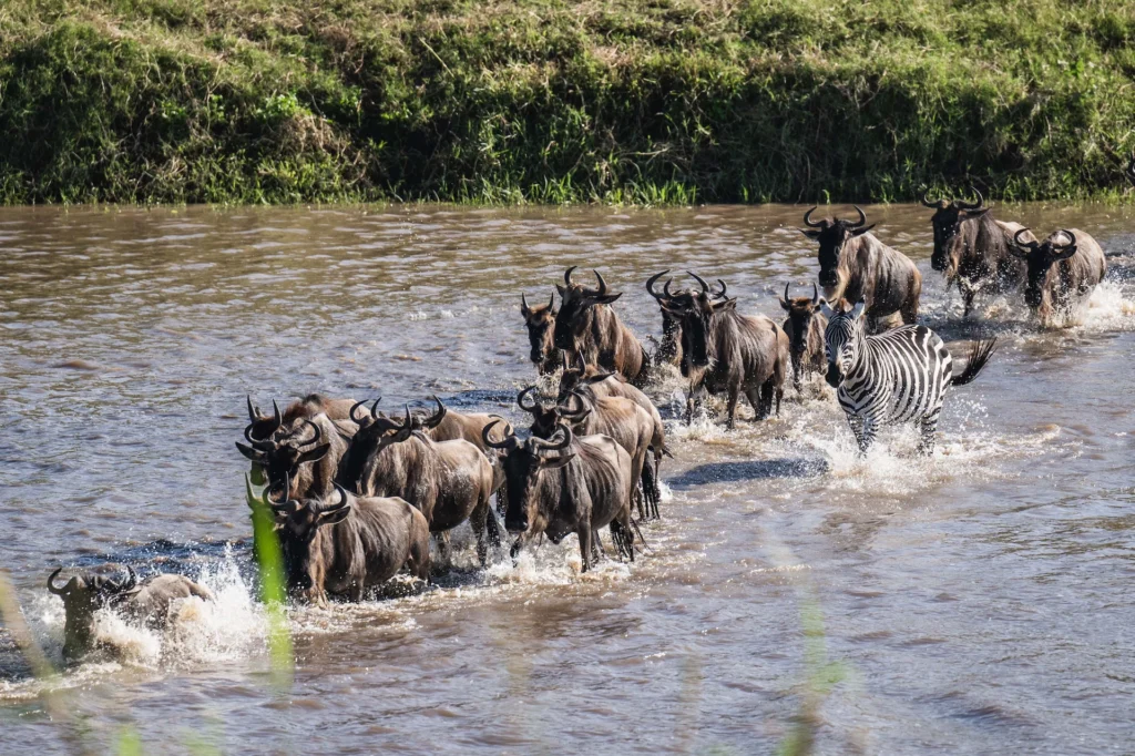 Oleserai Kogatende Experience Wildlife (3)