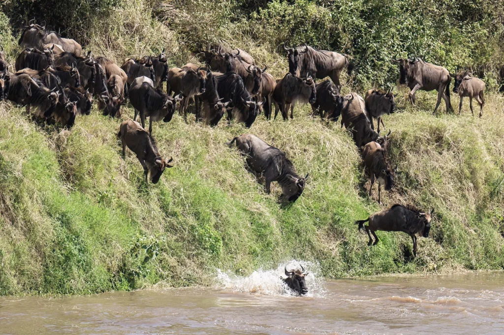 Oleserai Kogatende Experience Wildlife (5)