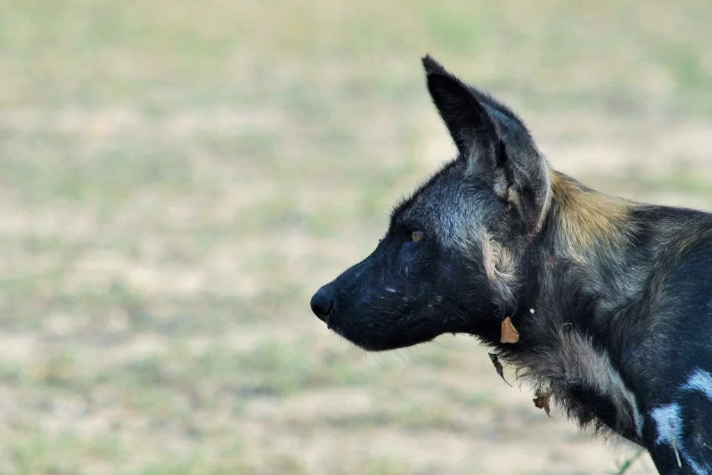 african wild dog