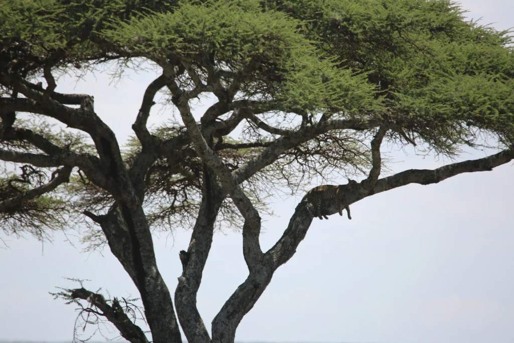 chui tree