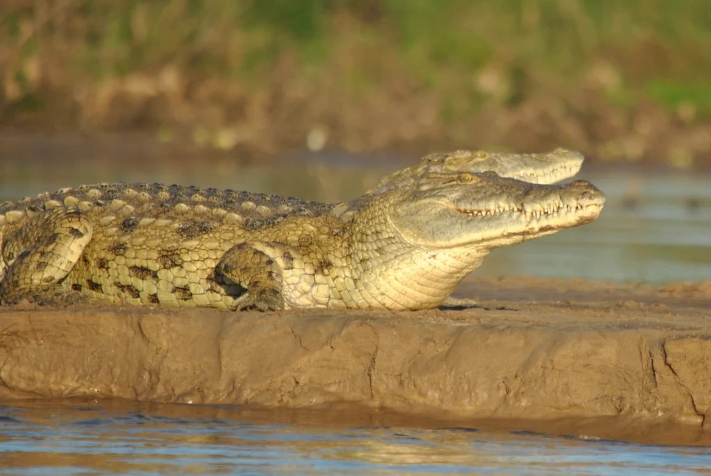 croc