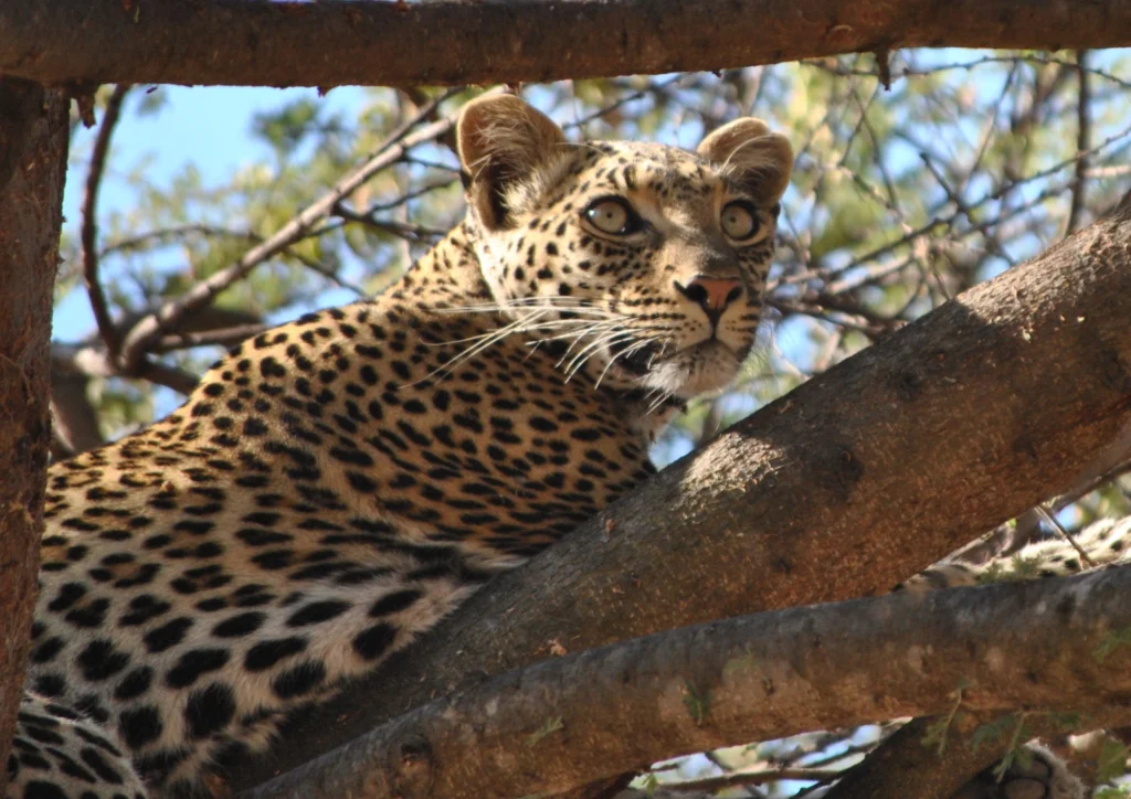 leo1