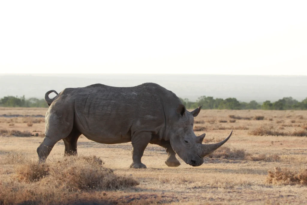 rhino
