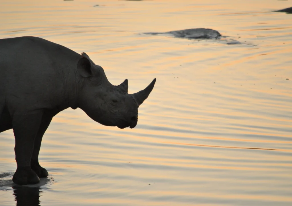 rhino