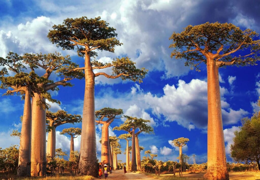 Avenue of Baobab