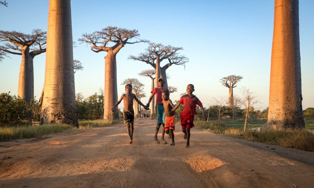 Baobab Alley