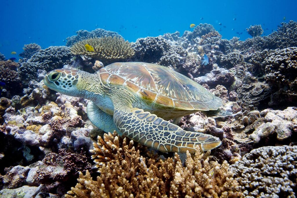 Diving