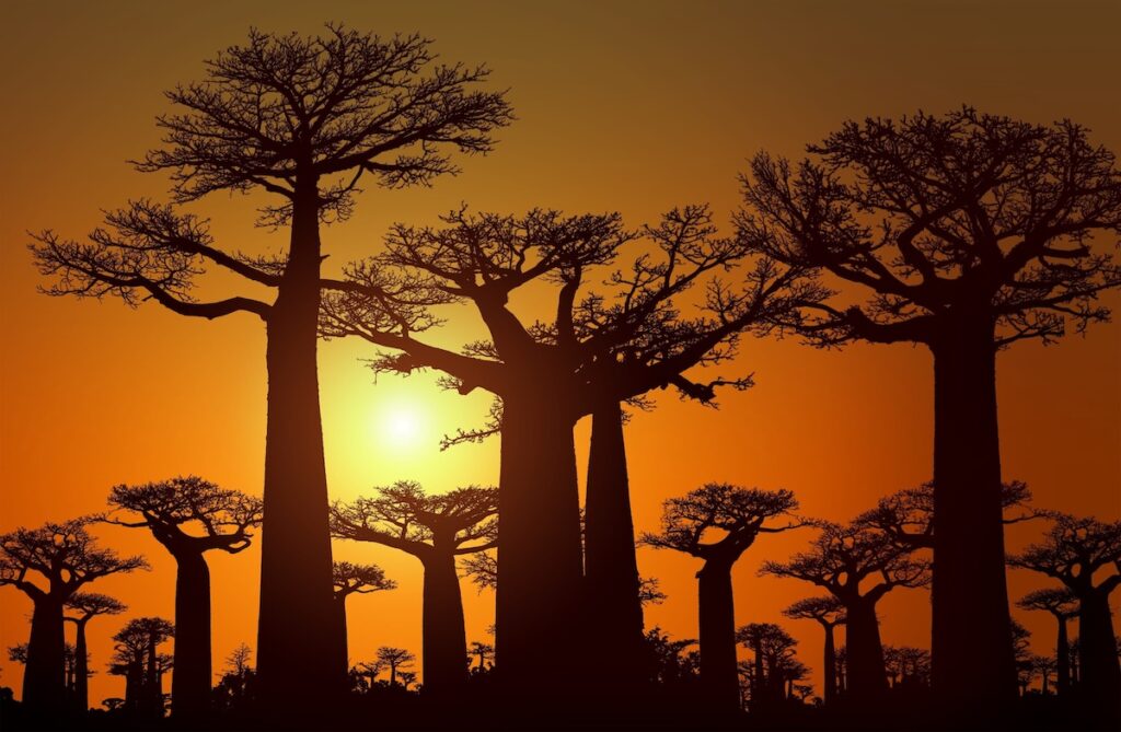 Landscape Madagascar